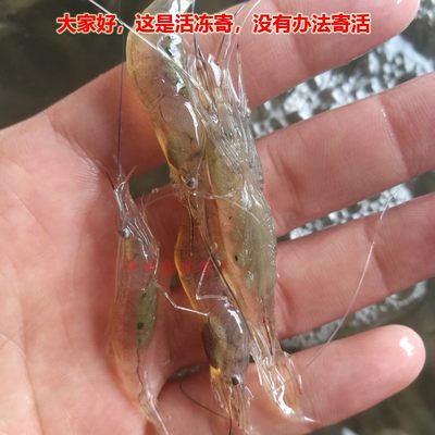 新鲜小河虾 小海虾 500g小白虾 水产海钓鱼小虾 鲜活海鲜