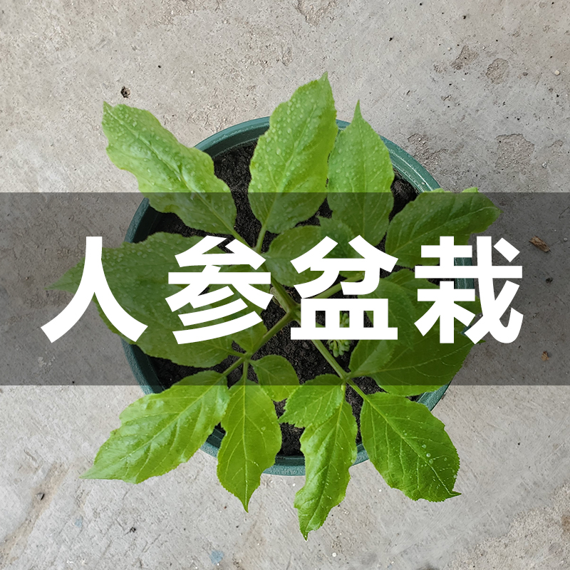 人参活苗长白山盆栽种植室内