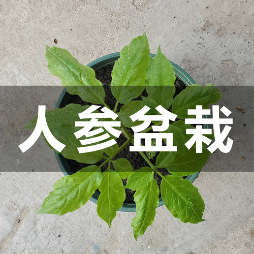 人参活苗长白山人参苗子盆栽种植苗室内带盆带土野山参种苗人参果-封面