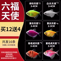 [Шесть ангелов изготовления] 2-4 см. Пакет B 12 отправляет 4 подготовки (всего 16) (всего) (всего) (всего) (всего) (всего) (всего) (всего) (всего) (всего)