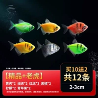 [Бутик+тигр] 12 Ангел Рыба 2-3 см 10 Отправить 2 подготовки