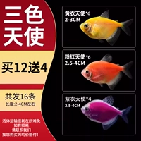 [Трехцветный ангел] 2-4 см Пакет B 12, чтобы отправить 4 произведения потери (всего 16)
