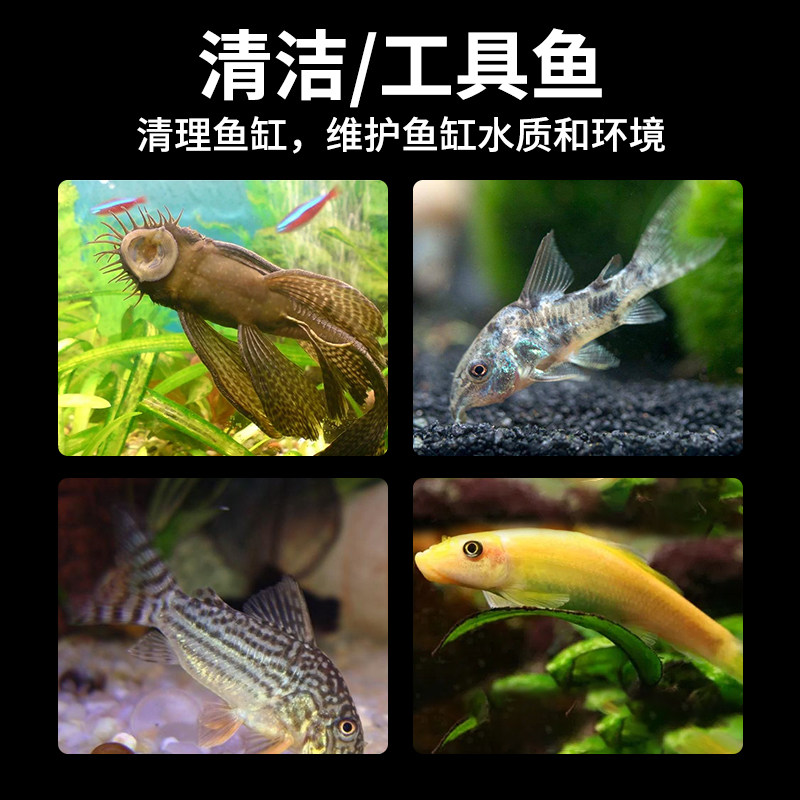 速发观赏鱼清道夫小型热带鱼除藻工具淡冷水清洁粪便金苔鼠孔雀鱼