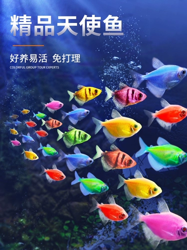 Ангельская рыба фри, смотреть рыбу, маленькая рыба маленькая пресноводная тропическая рыба, питательная живая рыба малави, живая рыба, золотая рыба зебра