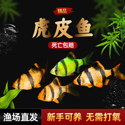 好养耐活虎皮鱼疯狂水草