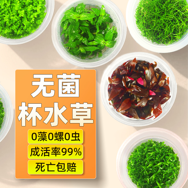 无菌杯水草数量巨多（品种超全）
