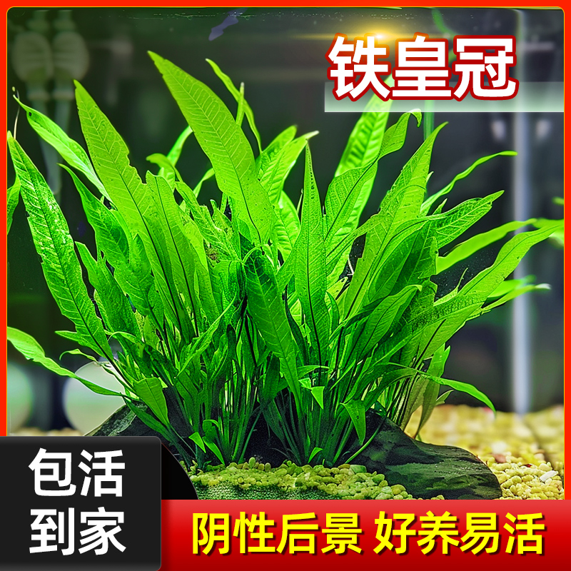 细叶铁皇冠鱼缸造景新手懒人水草