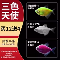 [Трехцветный ангел] Пакет 3-4 см A 12 отправляет 4 произведения потери (всего)