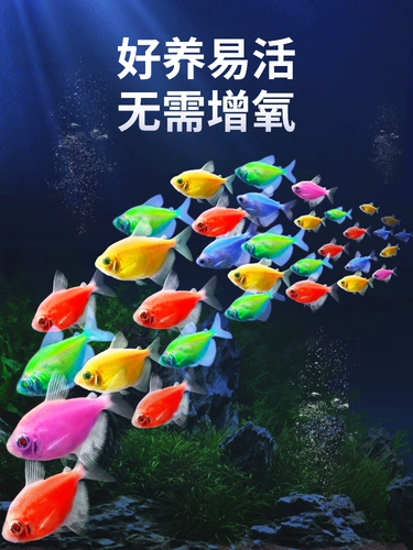 Ангельская рыба фри, смотреть рыбу, маленькая рыба маленькая пресноводная тропическая рыба, питательная живая рыба малави, живая рыба, золотая рыба зебра