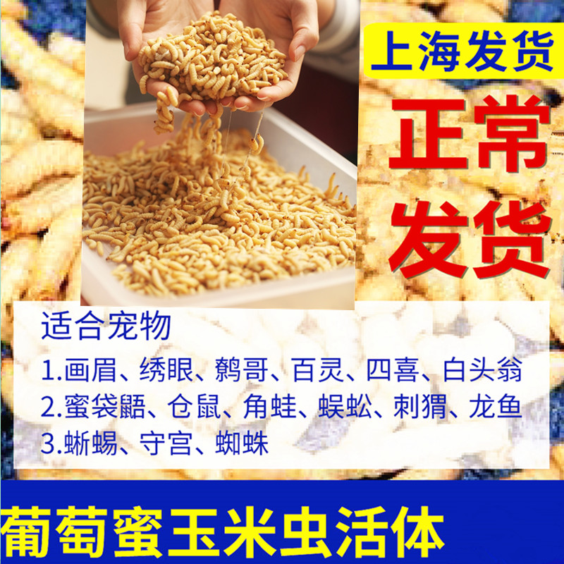 新鲜葡萄蜜玉米虫活体饵料