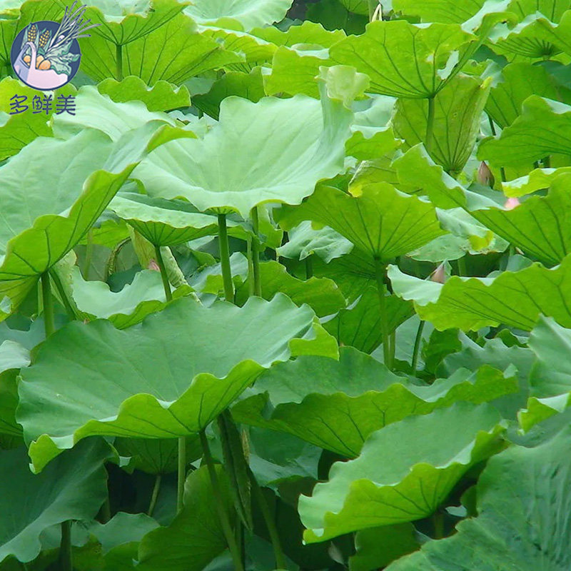 现摘莲藕叶荷叶做菜烧烤烹饪观赏