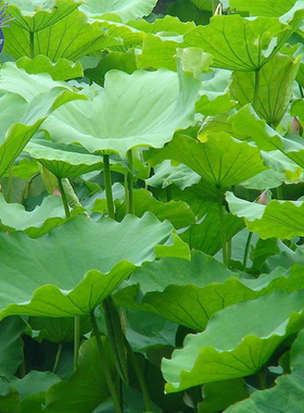 多鲜美新鲜荷叶菜绿色农产品现摘莲藕叶子烧烤烹饪食材荷叶鸡饭