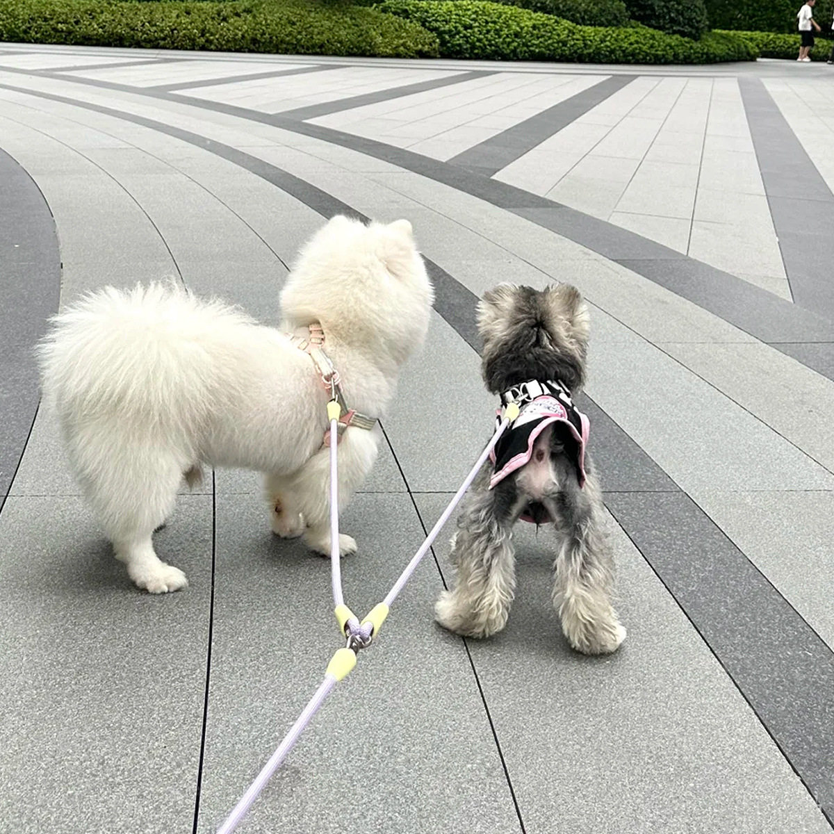 双狗牵引绳两只狗小狗外