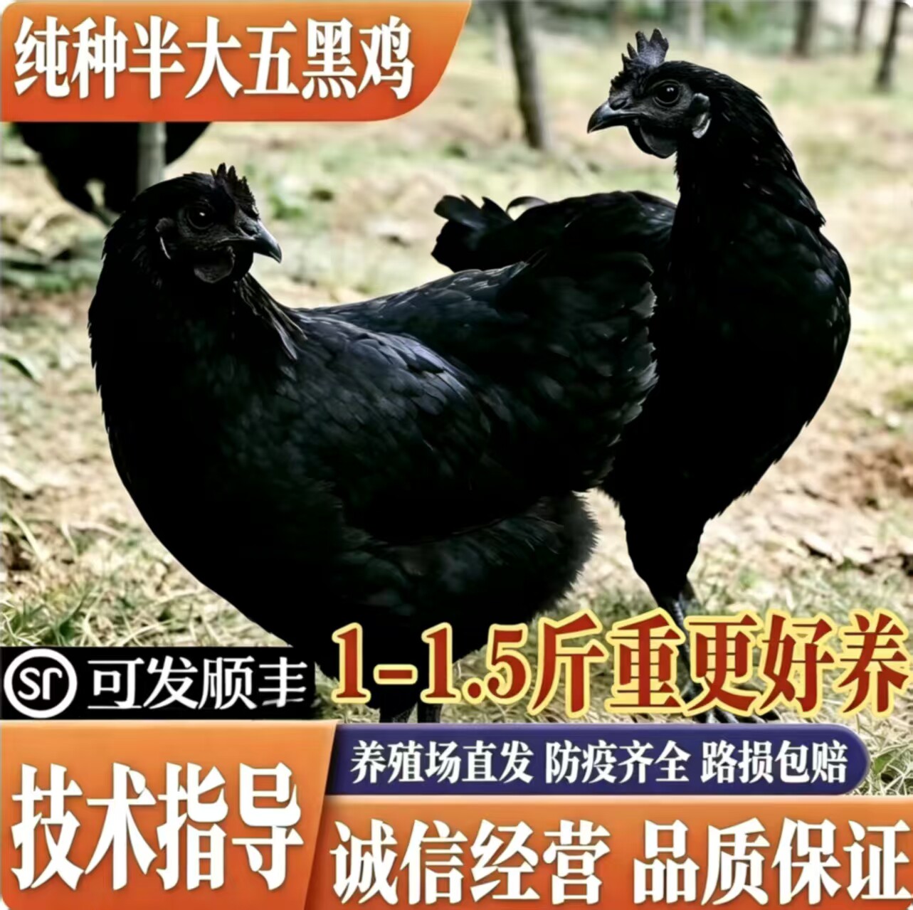 一斤五黑鸡活苗绿壳蛋鸡苗乌骨鸡