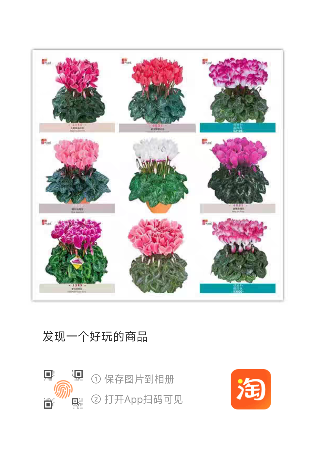 重瓣仙客来种子仙客来盆栽种子年宵花卉种子阳台四季开花室内易播