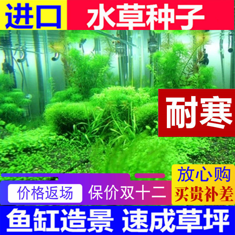 莫斯鱼缸水草种子 造景套餐四季草缸活体淡水植物泥懒人水下