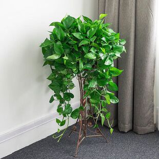 绿萝种子 盆栽种子 盆栽水培长藤大绿箩吊兰吸甲醛净化空气植物