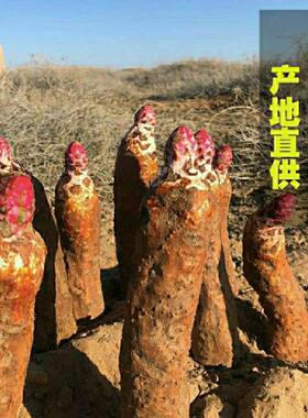 锁阳种子 肉苁蓉种子 锁阳种子淫羊藿种子菟丝子