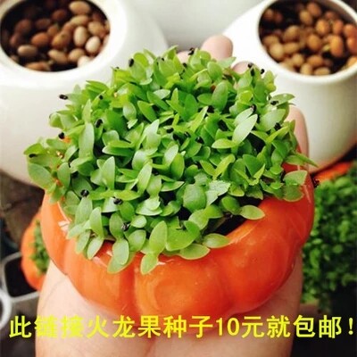 火龙果种子盆栽护盆草植物铺面