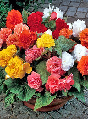 Sakata*球根海棠 大花卉种子垂吊盆栽春秋播室内易活