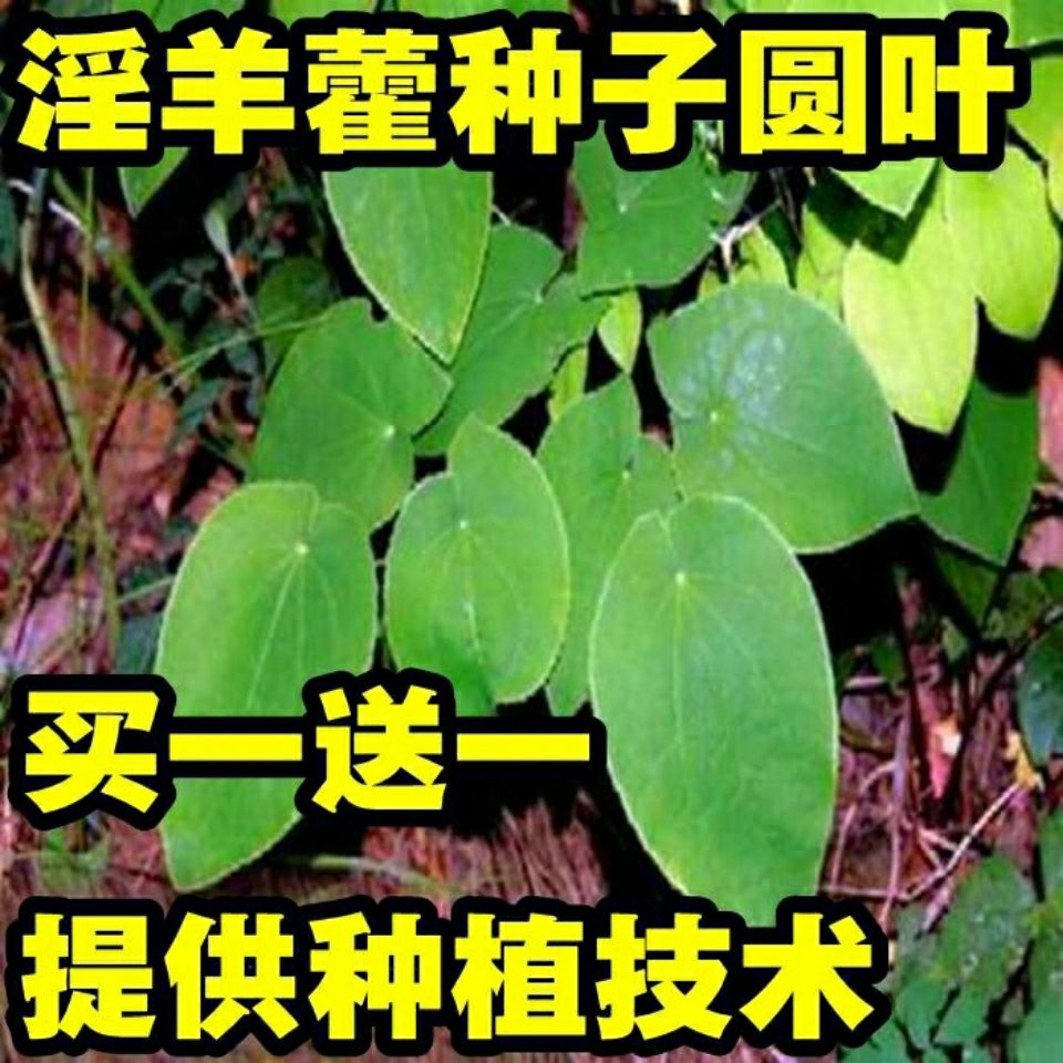 药材种子箭叶淫羊藿种子三枝九叶草 尖叶淫羊藿种籽圆叶