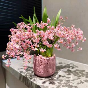 梦香文心兰种子 成品可水培盆栽 室内名贵迷你浓香四季花卉种子