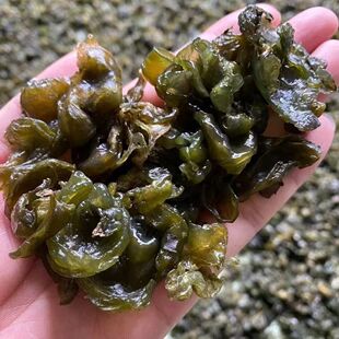 野生新品水洗地皮菜种子 湖南地软地达地衣 地耳 种子 食用农产品