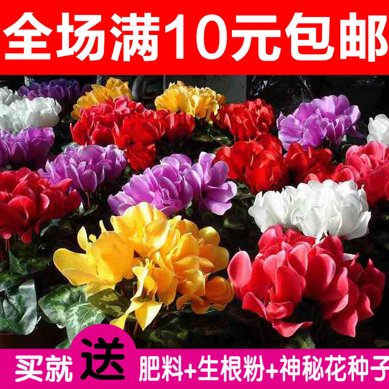 秋天种花价格 秋天种花图片 星期三