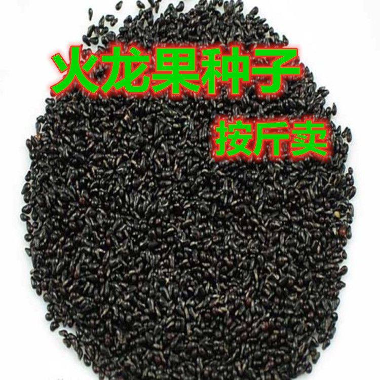 红皮火龙果姿秀水果种子白火龙果家庭园艺种子