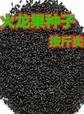 红皮火龙果姿秀水果种子白火龙果籽青龙果红龙果水果种子盆栽盆景