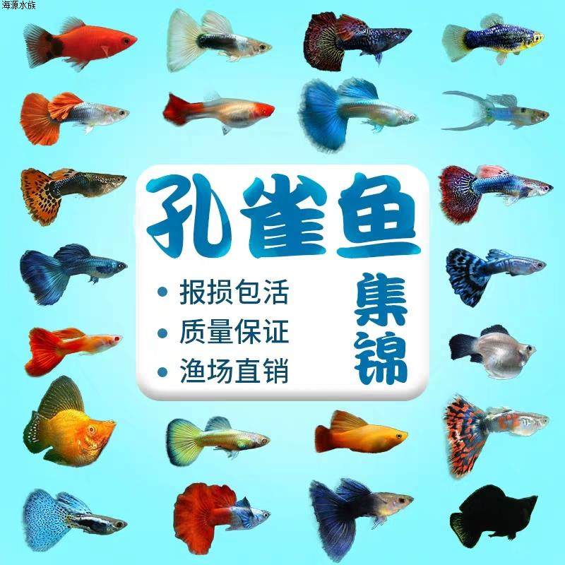 当头耐活观赏鱼蓝孔雀鱼鸿运好养活鱼活体发货淡水热带昆明天空