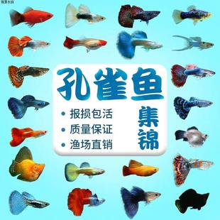 当头耐活观赏鱼蓝孔雀鱼鸿运好养活鱼活体发货淡水热带昆明天空