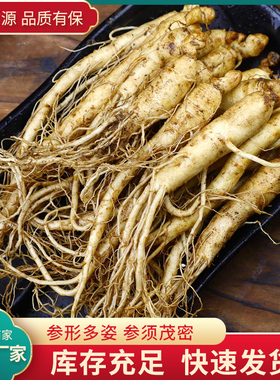 人参长白山一元一根小人参新鲜现挖小鲜参泡酒煲汤火锅饭店专用参