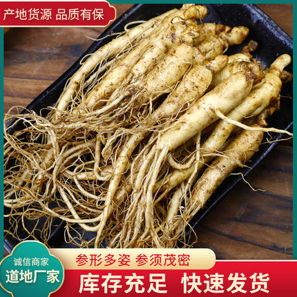 人参长白山一元一根小人参新鲜现挖小鲜参泡酒煲汤火锅饭店专用参