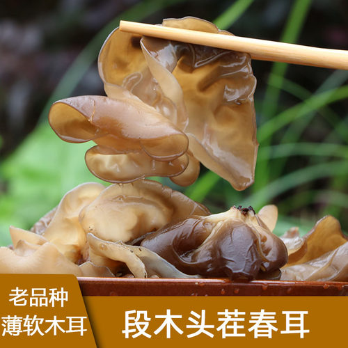 软糯头茬春耳细薄木耳山岭暮归人