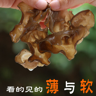 椴木春耳大朵肉薄山岭暮归人