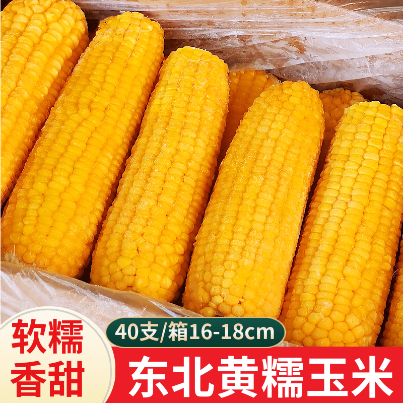 软糯吉林省糯玉米棒三江海商用