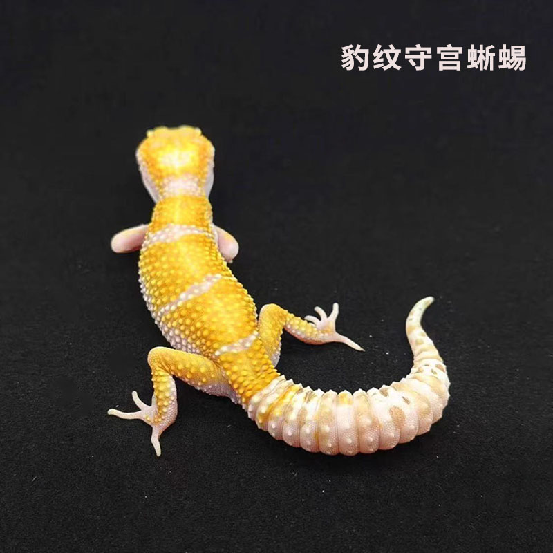 豹纹守宫肥尾蜥蜴成体亚成体