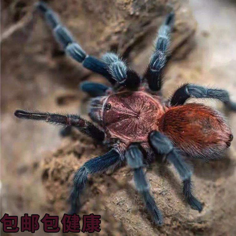 帕帕蓝腿宠物蜘蛛1-7cm温顺