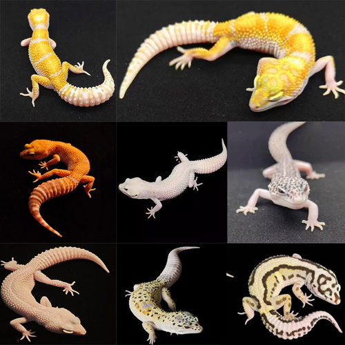 豹纹守宫肥尾蜥蜴成体亚成体非幼苗不咬人宠物可爱无毒爬宠活物