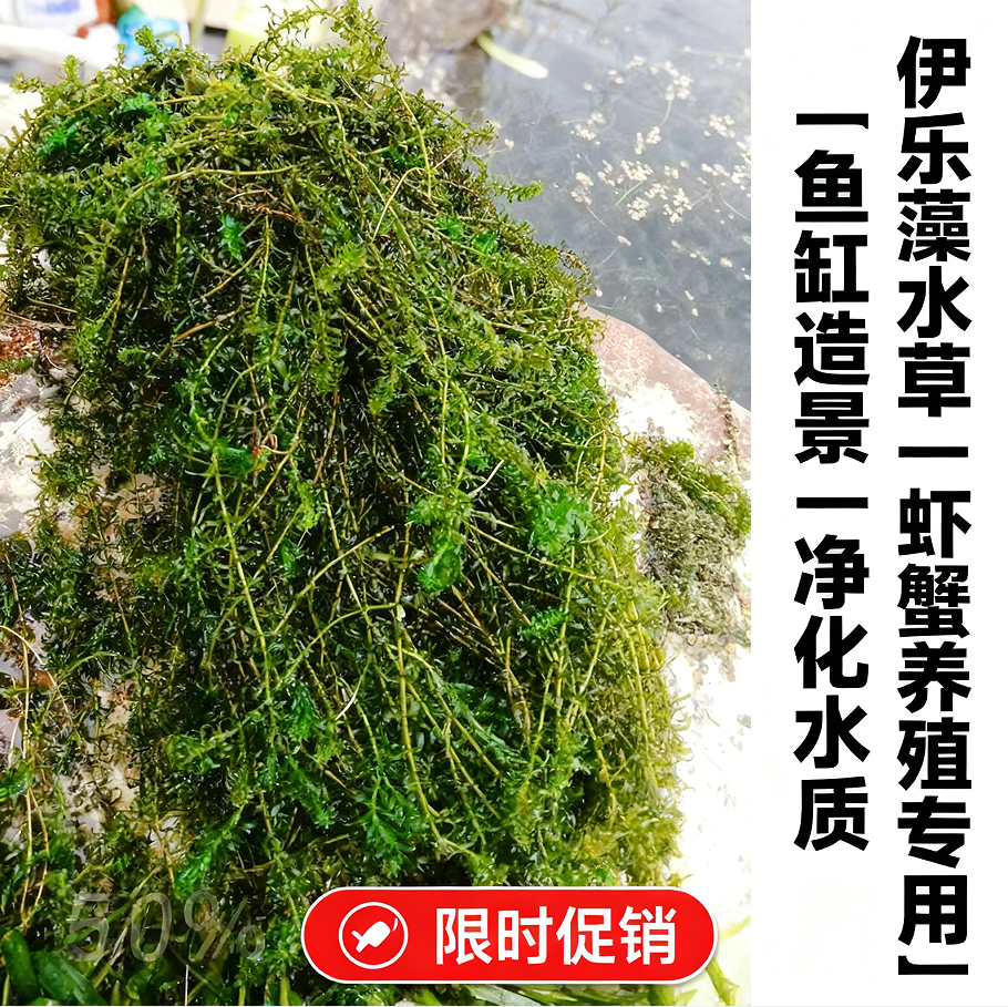 伊乐藻水草小龙虾养殖专用水草