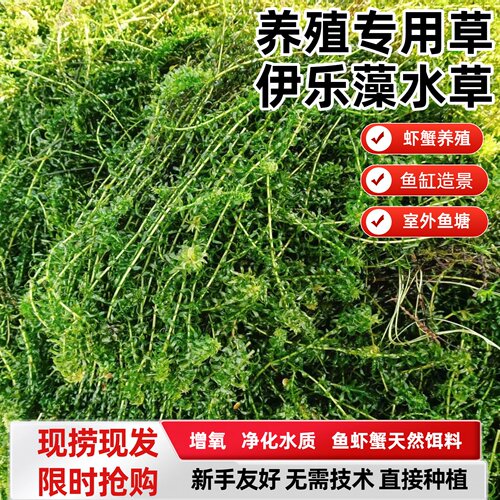 伊乐藻吃不败鱼虾蟹养殖水草低温速成活鲜草养虾高产水草鱼缸水草