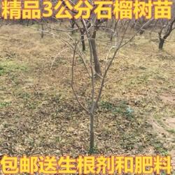 陕西临潼石榴树苗盆栽地栽石榴树庭院植物果树苗精品3公分石榴苗