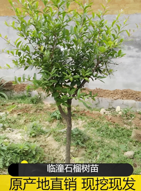 陕西临潼软籽大红甜石榴果树苗南方北方种植庭院盆栽地栽当年结果