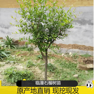 陕西临潼软籽大红甜石榴果树苗南方北方种植庭院盆栽地栽当年结果