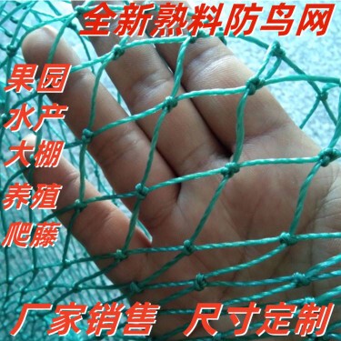 大棚防鸟网青蛙水产防鸟网尼龙网养殖网葡萄樱桃果园防鸟用网围网
