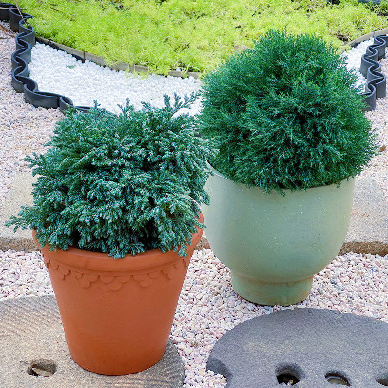 蓝湖柏蓝色波尔瓦皮球柏灌木球类盆栽园雾松耐寒四季常青花镜植物