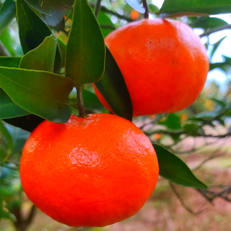 万州古红桔土桔子四川大红袍川红桔酸甜孕妇水果新鲜采摘陈皮原料,水产肉类/新鲜蔬果/熟食,桔子,淘宝优惠券,粉丝福利购,淘宝优惠卷