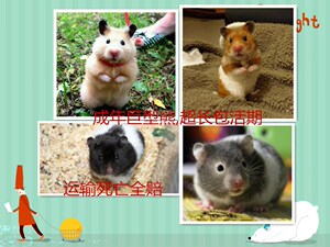 中通成年金丝熊活物家养可爱大仓鼠成年活宠物笼子鼠粮套装体有售