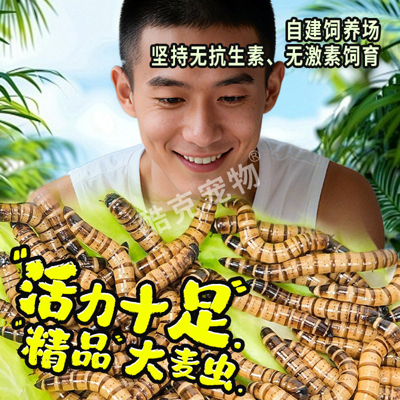 高蛋白养殖大麦虫活体饲料包邮